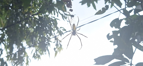 Giant Golden Orbweaver