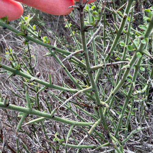 California adolphia (Adolphia californica)