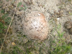 Agaricus devoniensis