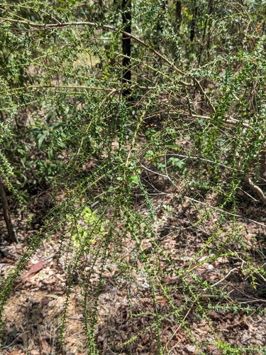 prickly daviesia (Daviesia villifera)