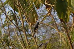 Cynanthus doubledayi