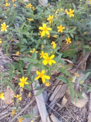Aldama dentata