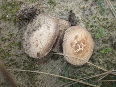 Agaricus devoniensis