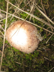 Agaricus devoniensis