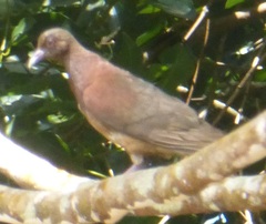 Nesoenas picturatus