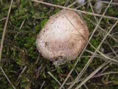 Agaricus devoniensis