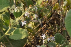 Cynanthus doubledayi