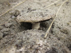 Agaricus devoniensis