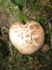 Agaricus devoniensis