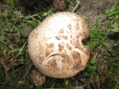 Agaricus devoniensis