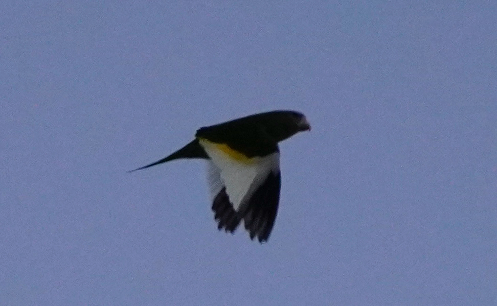White-winged Parakeet (Brotogeris versicolurus), photo 4