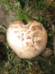 Agaricus devoniensis