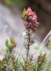 Erica holosericea