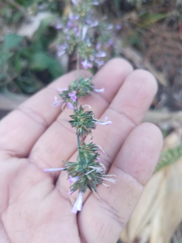 Glandular False Calico (Loeselia glandulosa)
