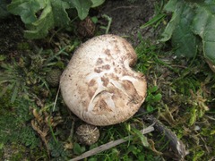 Agaricus devoniensis