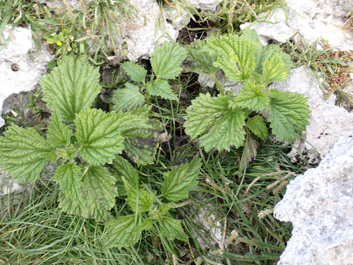 Southern Nettle (Urtica australis)