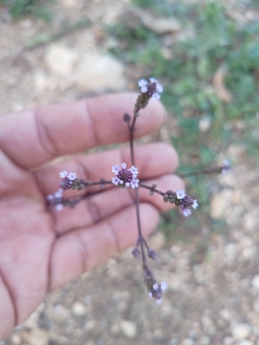 Seashore Vervain (Verbena litoralis)