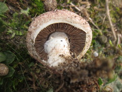Agaricus devoniensis