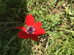 Anemone coronaria