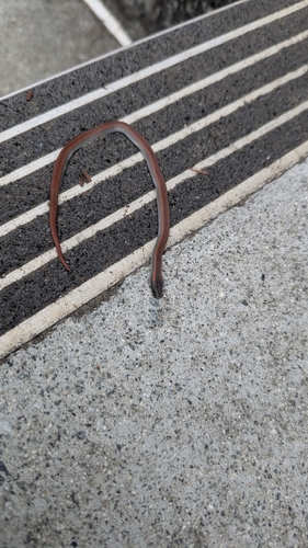 Forest Sharp-tailed Snake
