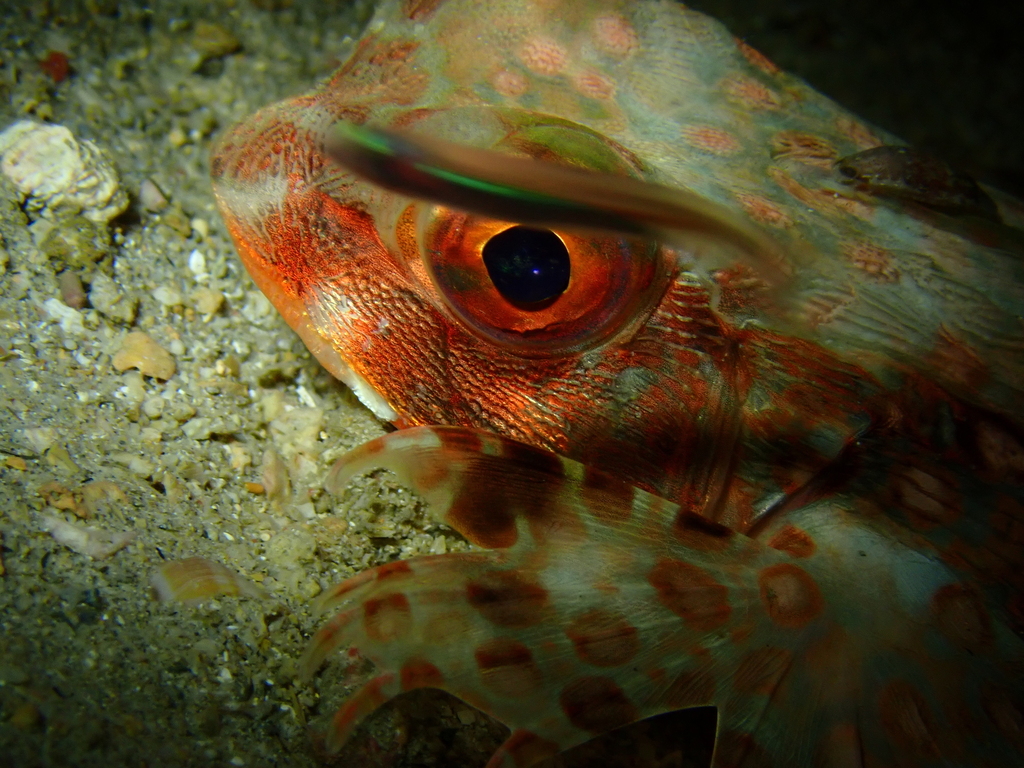 Oriental flying gurnard