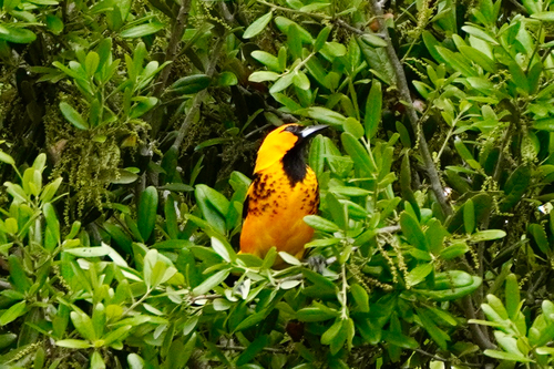Spot-breasted Oriole (Icterus pectoralis), photo 6