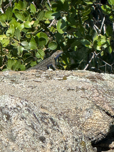 iNaturalist observation photo of Western Fence Lizard