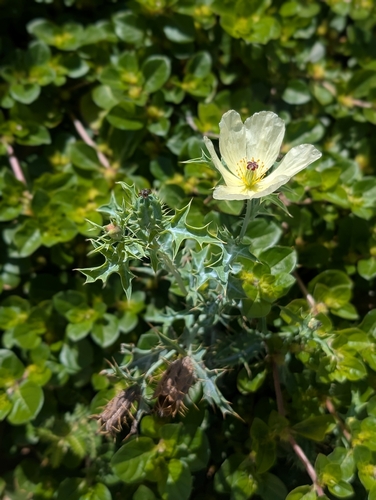 Mexican Poppy