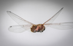 Tramea stenoloba