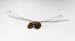 Tramea stenoloba