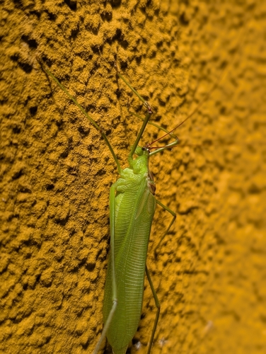Dimorphic Leaf Katydid