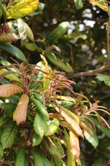Lithocarpus quercifolius, photograph author not stated, no rights reserved