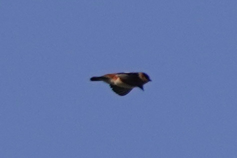 Cave Swallow (Petrochelidon fulva), photo 6