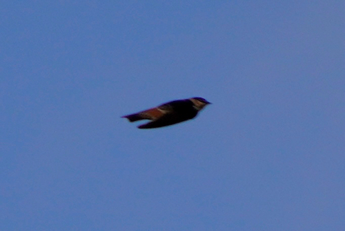 Cave Swallow (Petrochelidon fulva), photo 7