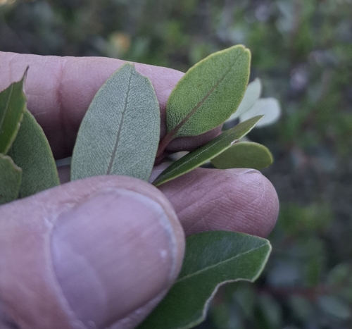 Northern rātā (Metrosideros robusta)