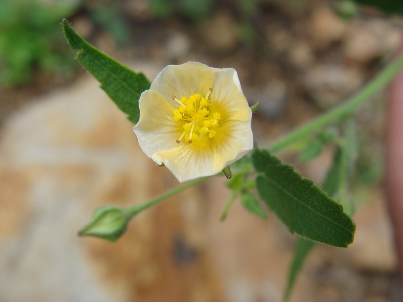 Sida glabra