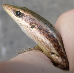 Trachylepis sechellensis