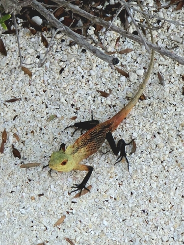 Indian Garden Lizard — seen at this dive site