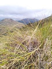 Chionochloa flavescens