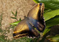 Caligo telamonius menus