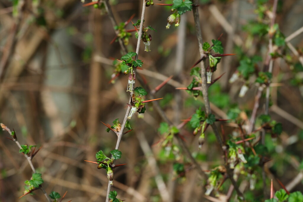 Ribes divaricatum; photograph (c) Walter A Siegmund, some rights reserved (CC BY-SA)
