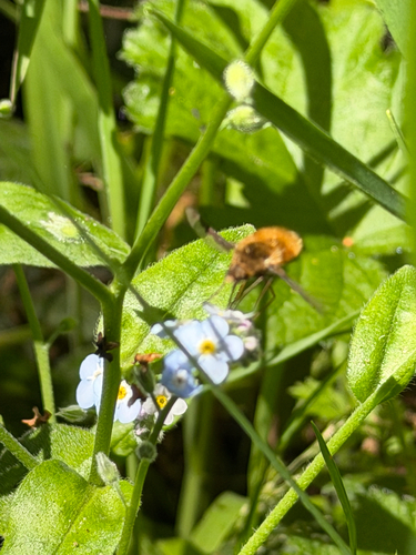 Unknown species found near Bear Valley Trail, Inverness, CA, US
