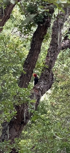 Magellanic Woodpecker