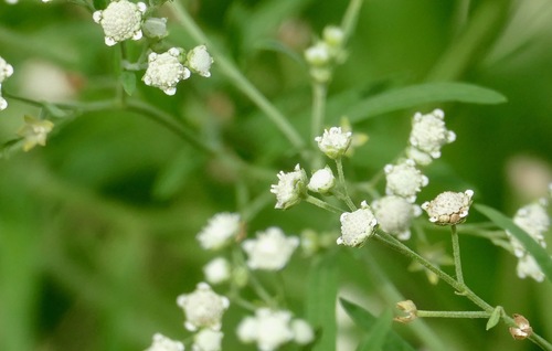 Parthenium hysterophorus — search result for 'South Asia'