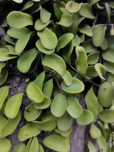 Lanceleaf Tongue Fern (Pyrrosia lanceolata)