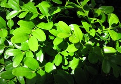 Buxus colchica