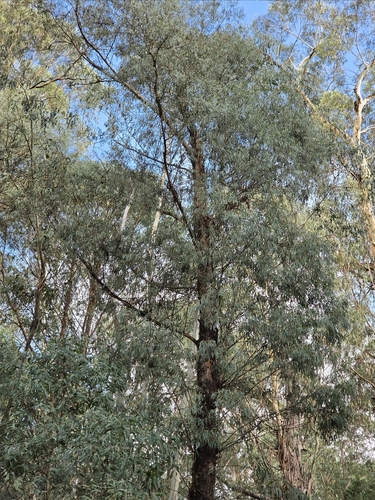 Eucalyptus robertsonii observed 2026-03-22