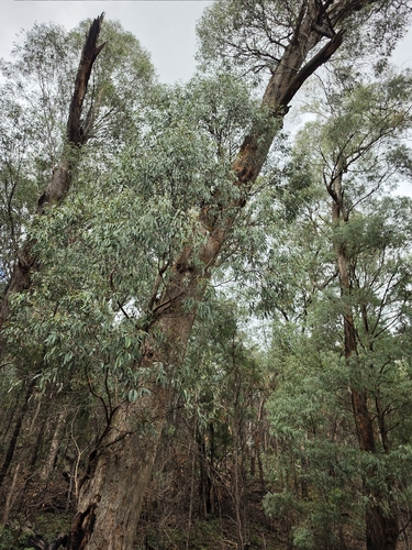 Eucalyptus robertsonii observed 2026-03-22