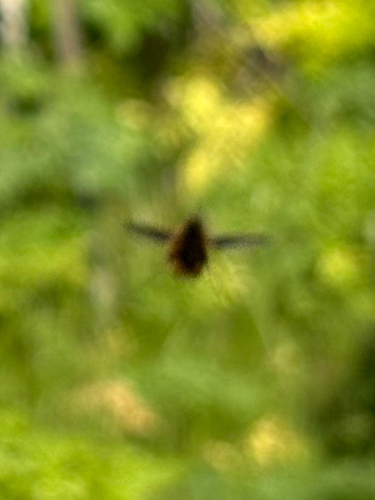 Unknown species found near San Francisco, CA, US