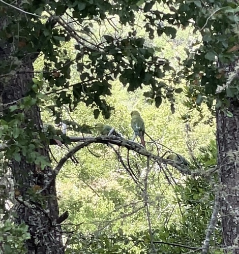 Austral Parakeet